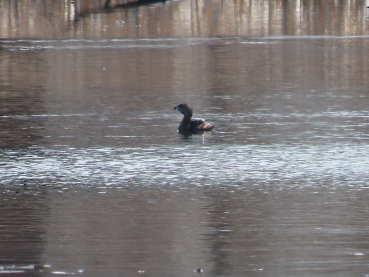 ringnebbdykker - ML653618702