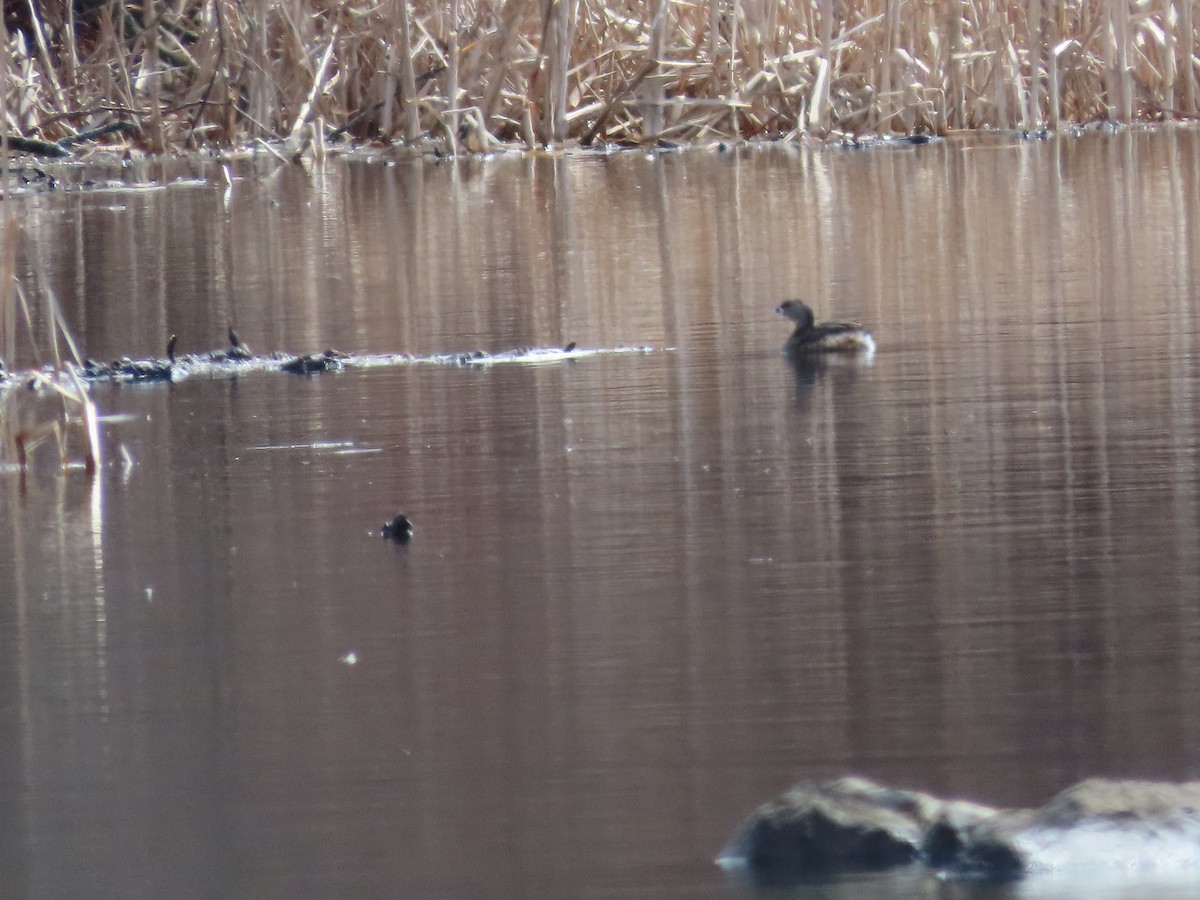 ringnebbdykker - ML653618719