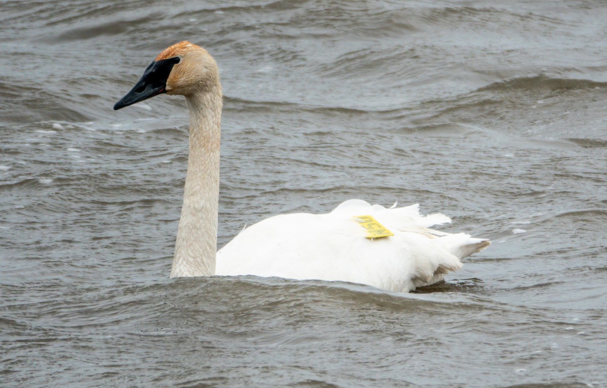 Trumpeter Swan - ML653618865