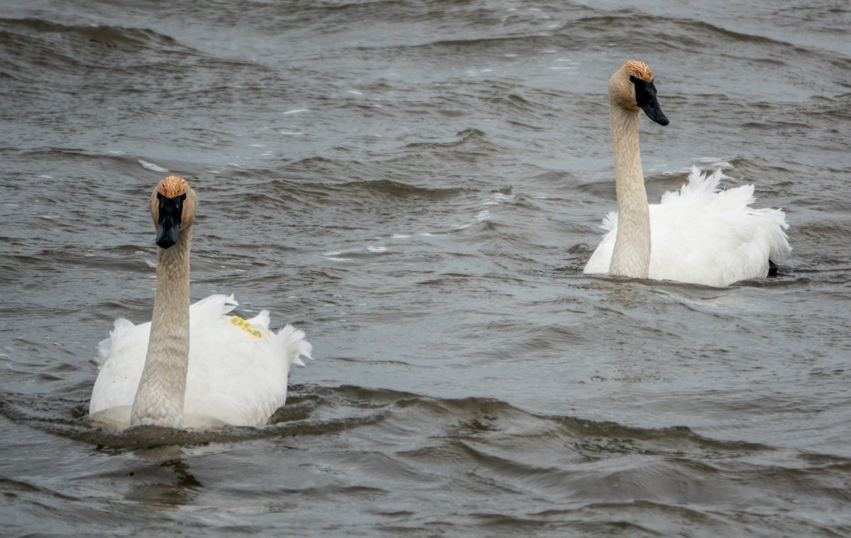 Trumpeter Swan - ML653618966