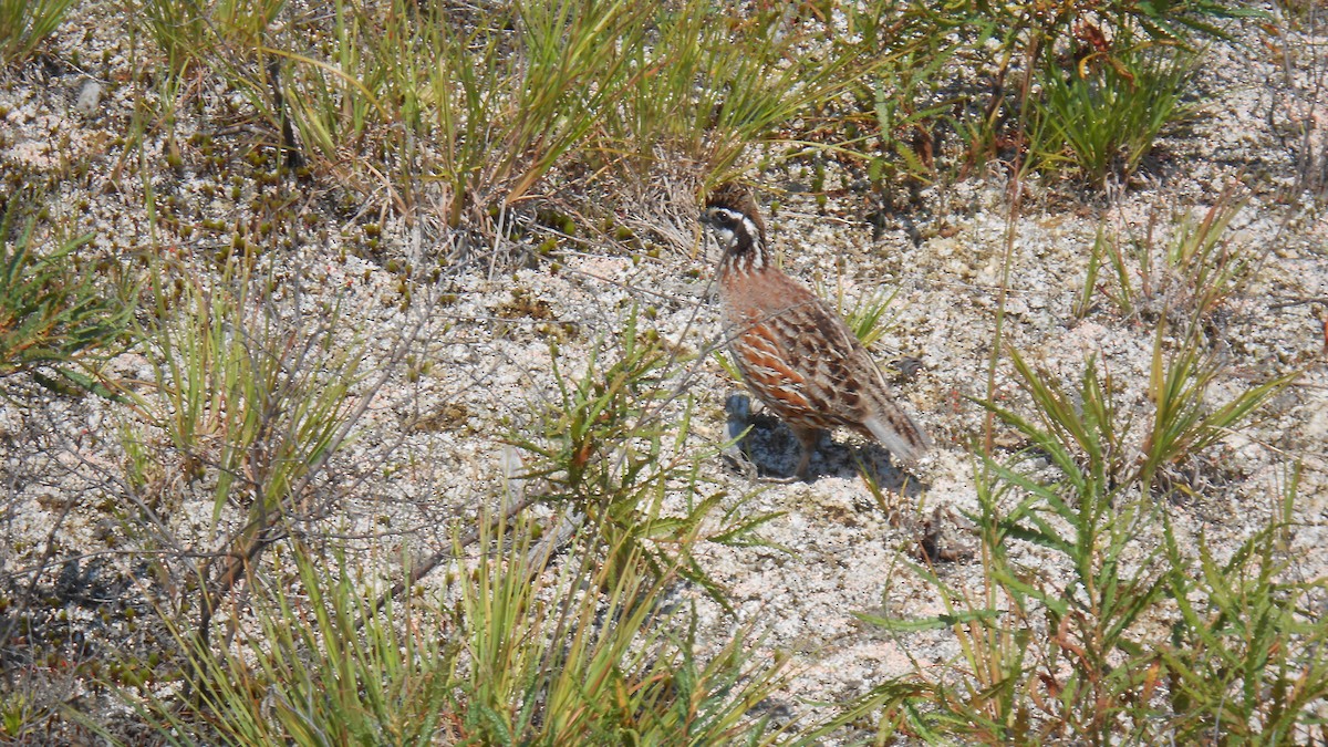 eBird Checklist 6 Aug 2017 Bolton Flats WMAPine Hill Rd
