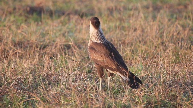 Crested Caracara (Northern) - ML653619066