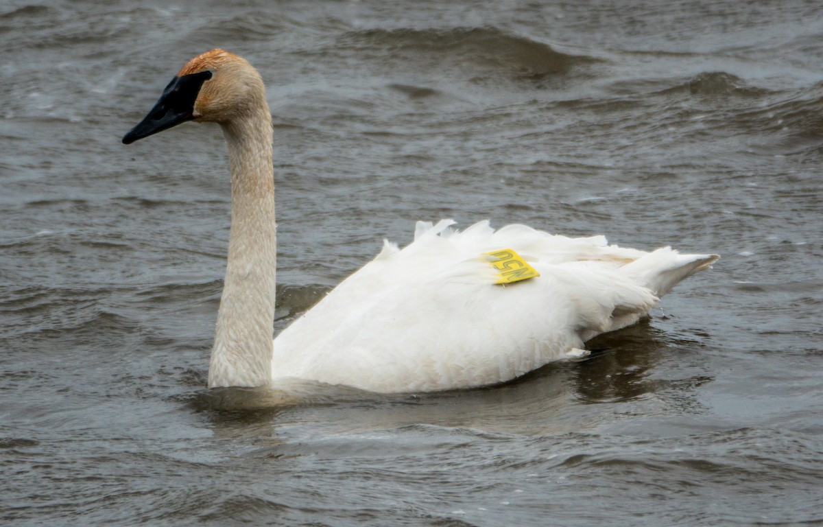 Trumpeter Swan - ML653619142