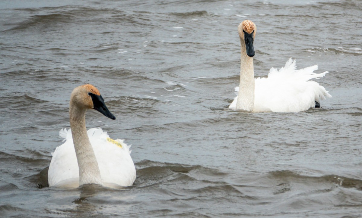 Trumpeter Swan - ML653619303