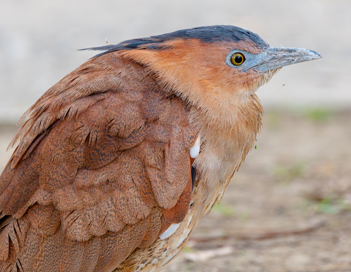 Malayan Night Heron - ML653619438