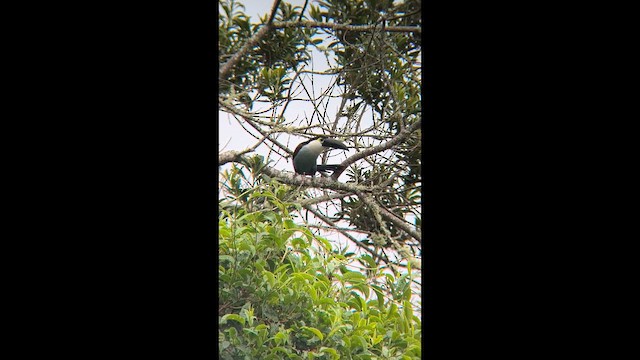 Black-billed Mountain-Toucan - ML653619921