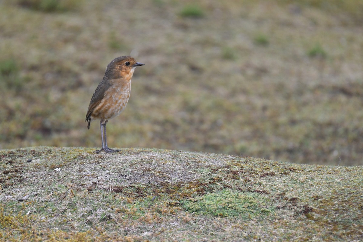 Boyaca Antpitta - ML653621376