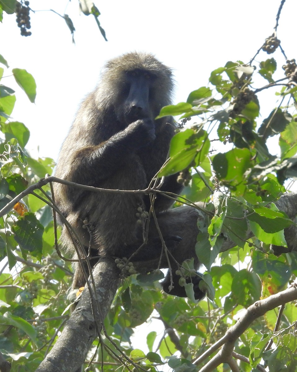 Olive Baboon - ML653625297