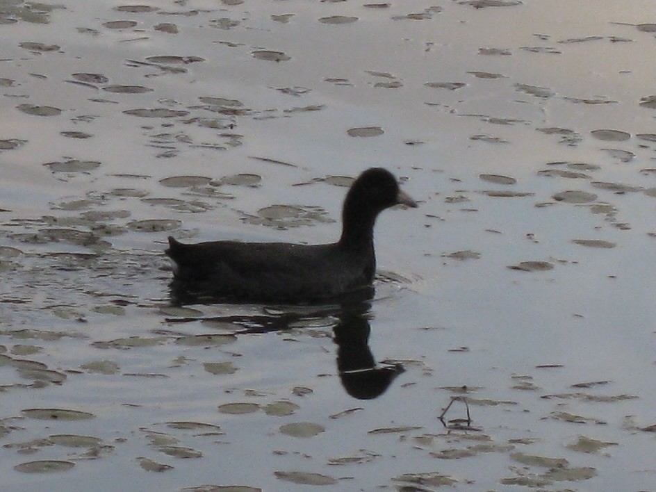 Indianerblässhuhn (rotschildig) - ML653628670