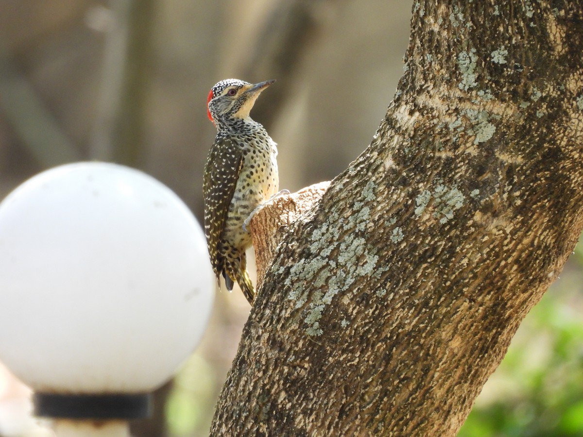 Nubian Woodpecker - ML653630345