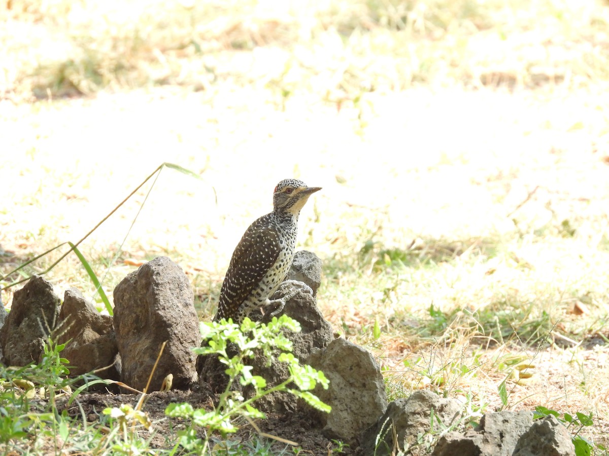 Nubian Woodpecker - ML653630346