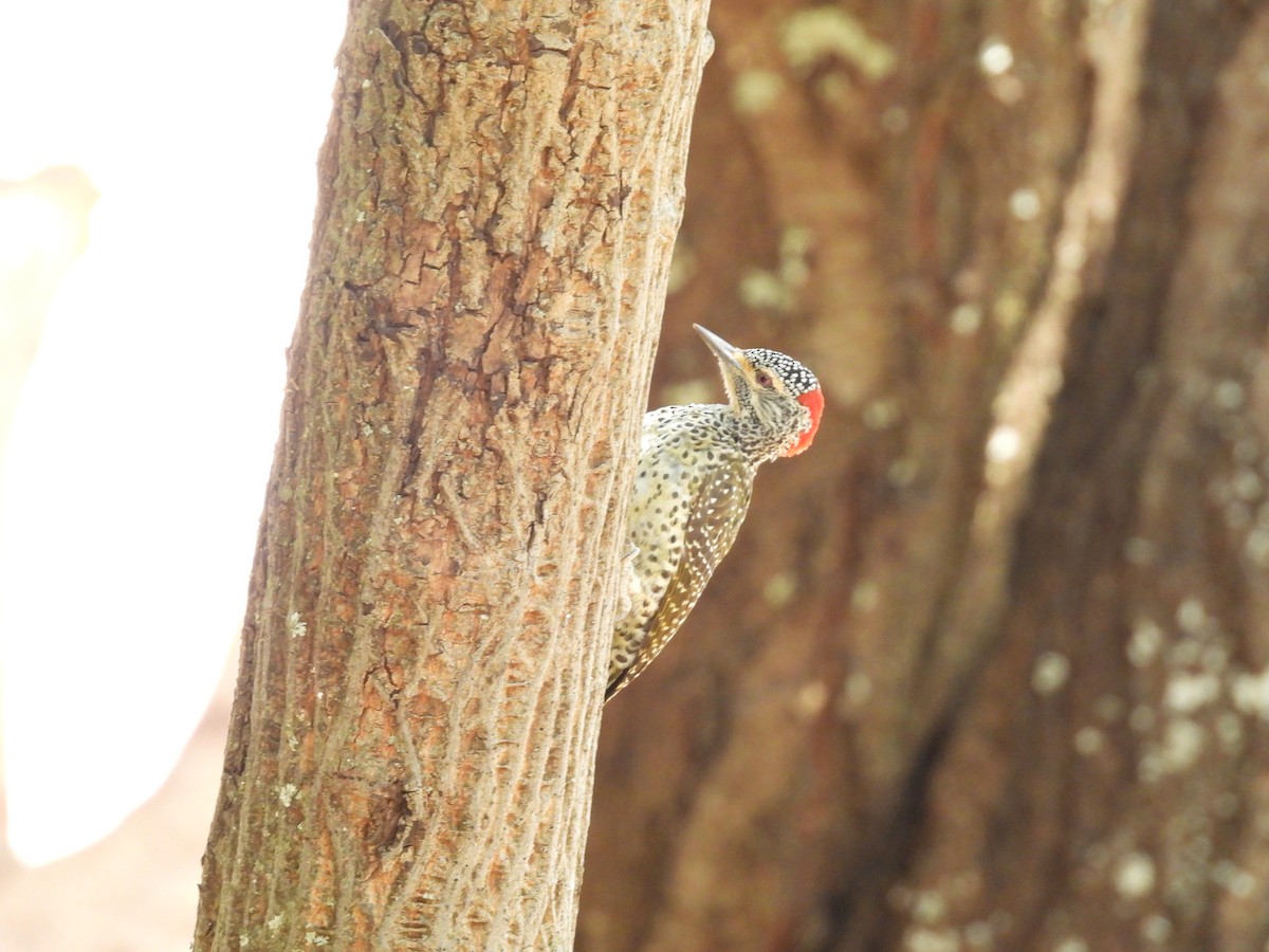 Nubian Woodpecker - ML653630347