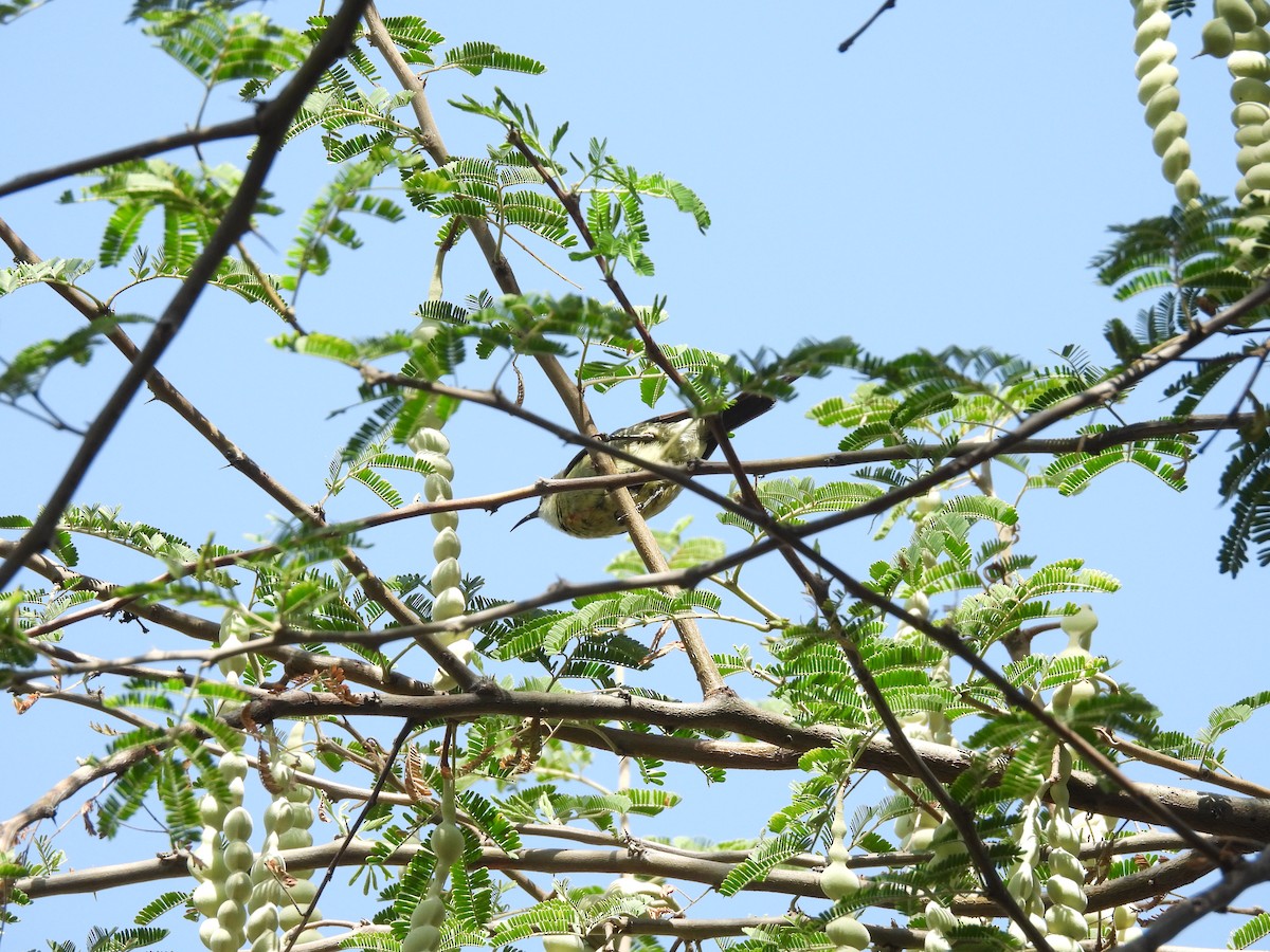 Beautiful Sunbird - ML653630414