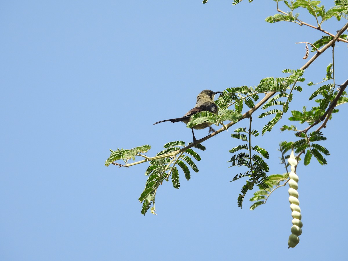 Beautiful Sunbird - ML653630415