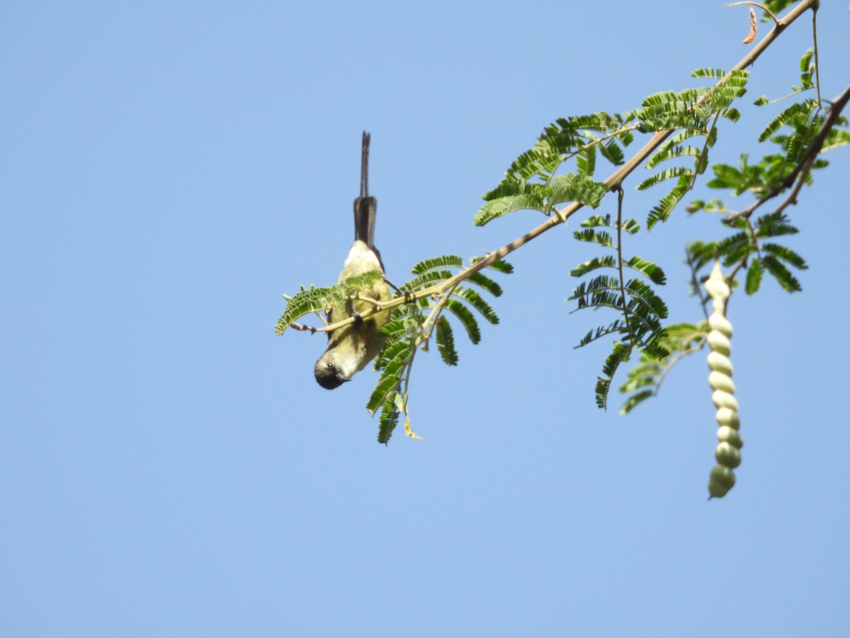 Beautiful Sunbird - ML653630416