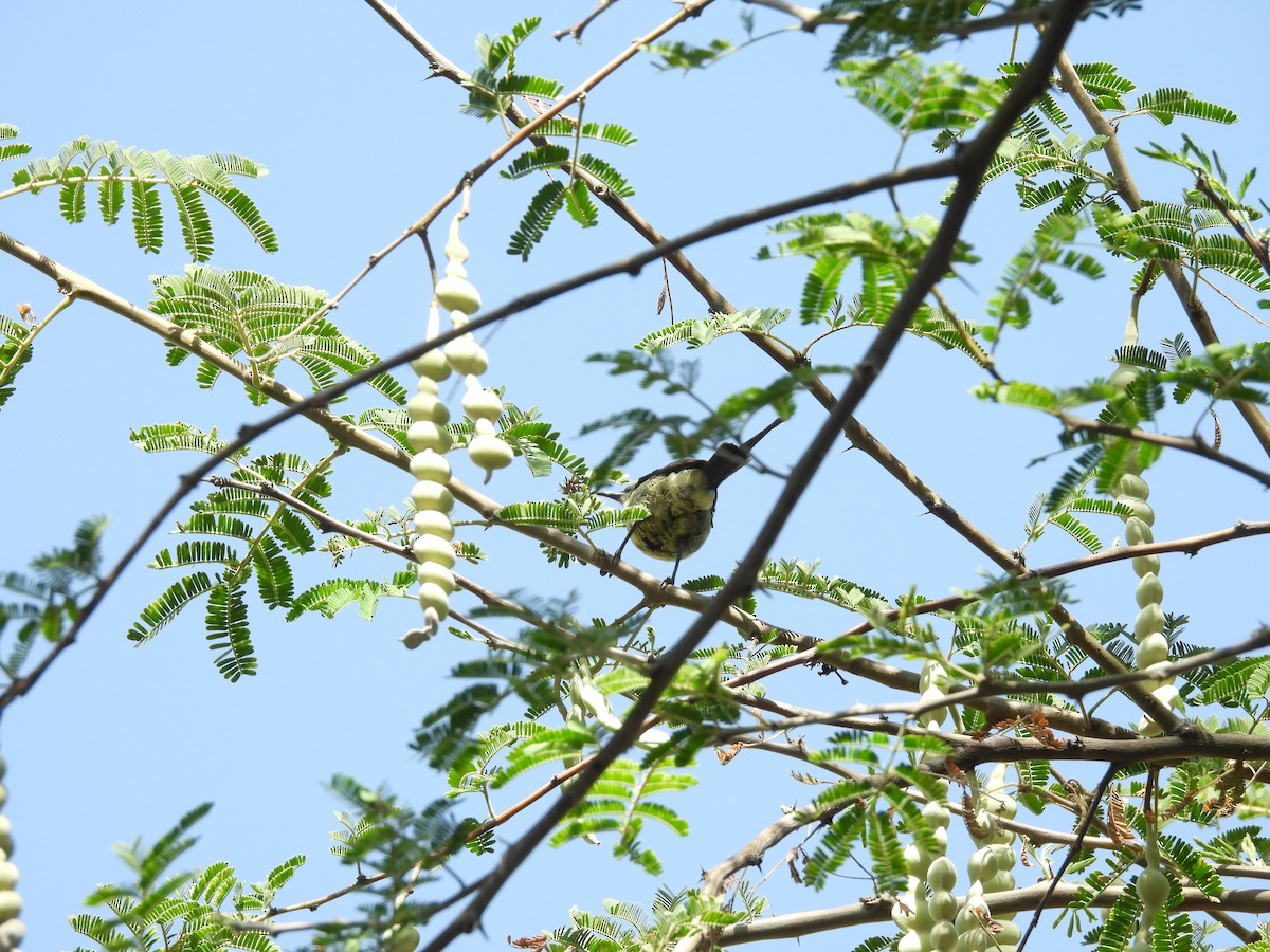 Beautiful Sunbird - ML653630417