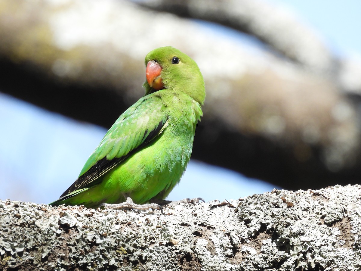 Agapornis abisiniarra - ML653630463