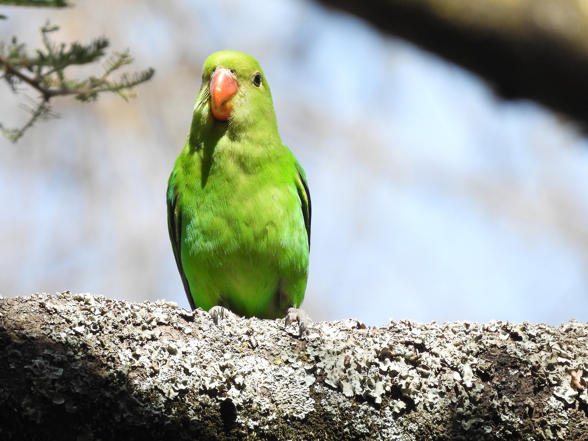 Agapornis abisiniarra - ML653630464