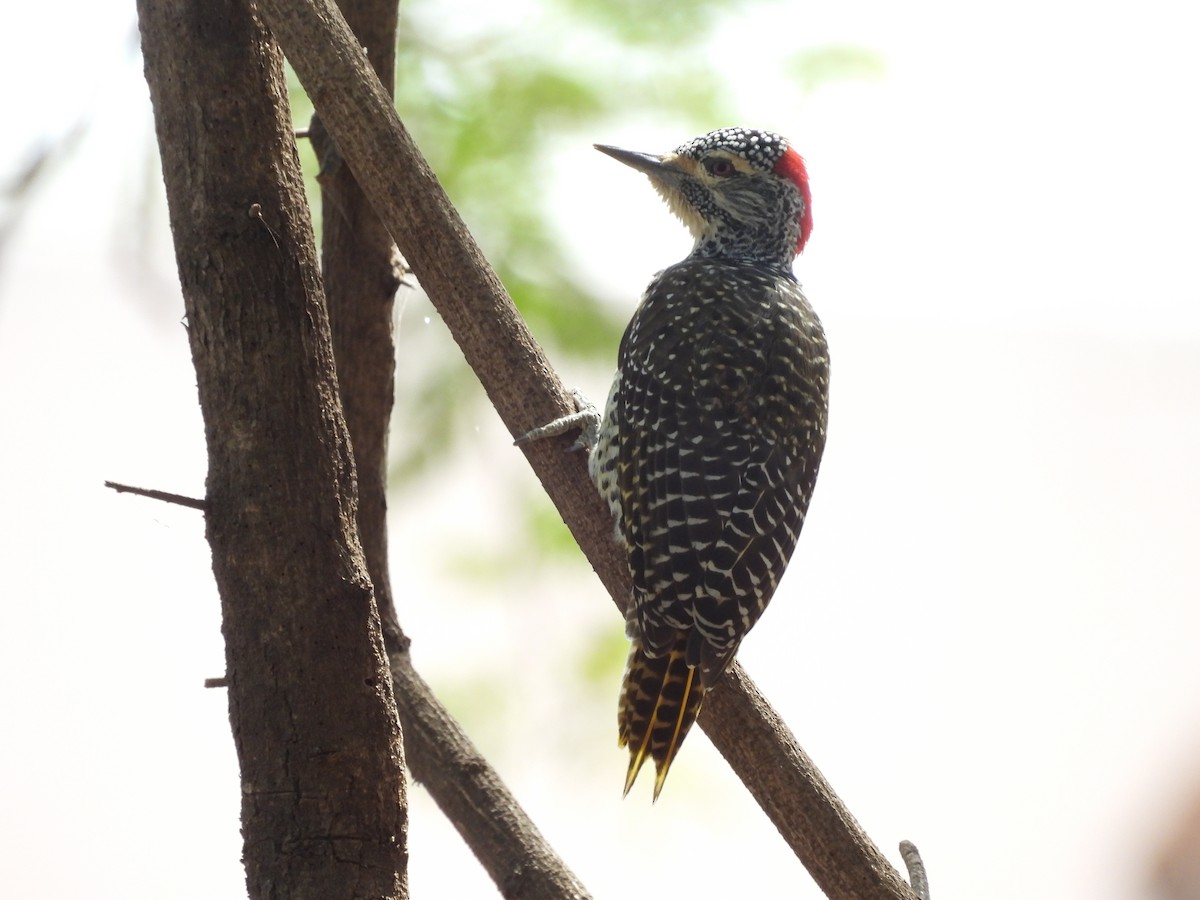 Nubian Woodpecker - ML653630509
