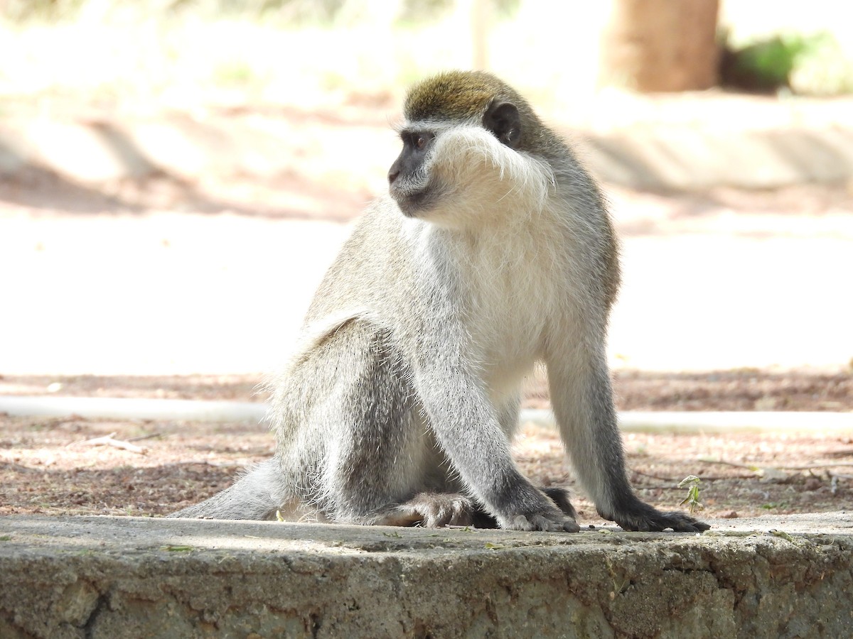 Grivet - ML653630526