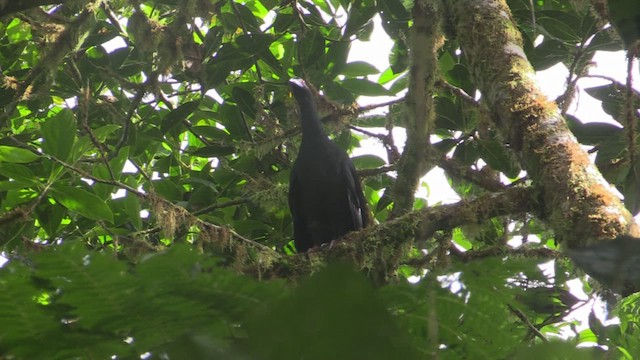 Black Guan - ML653630576