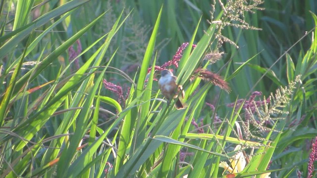 Marsh Seedeater - ML653630590