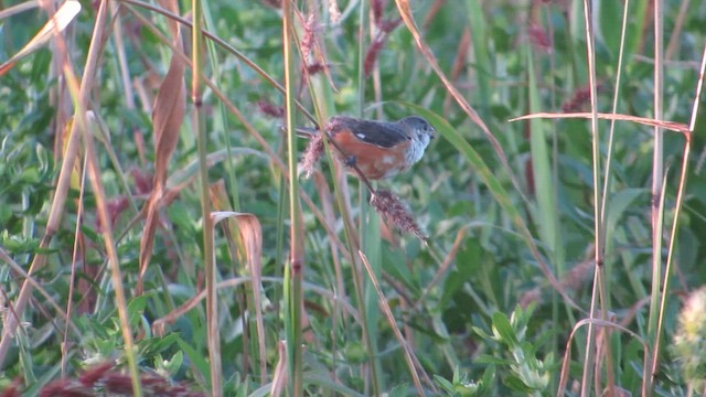 Marsh Seedeater - ML653630594