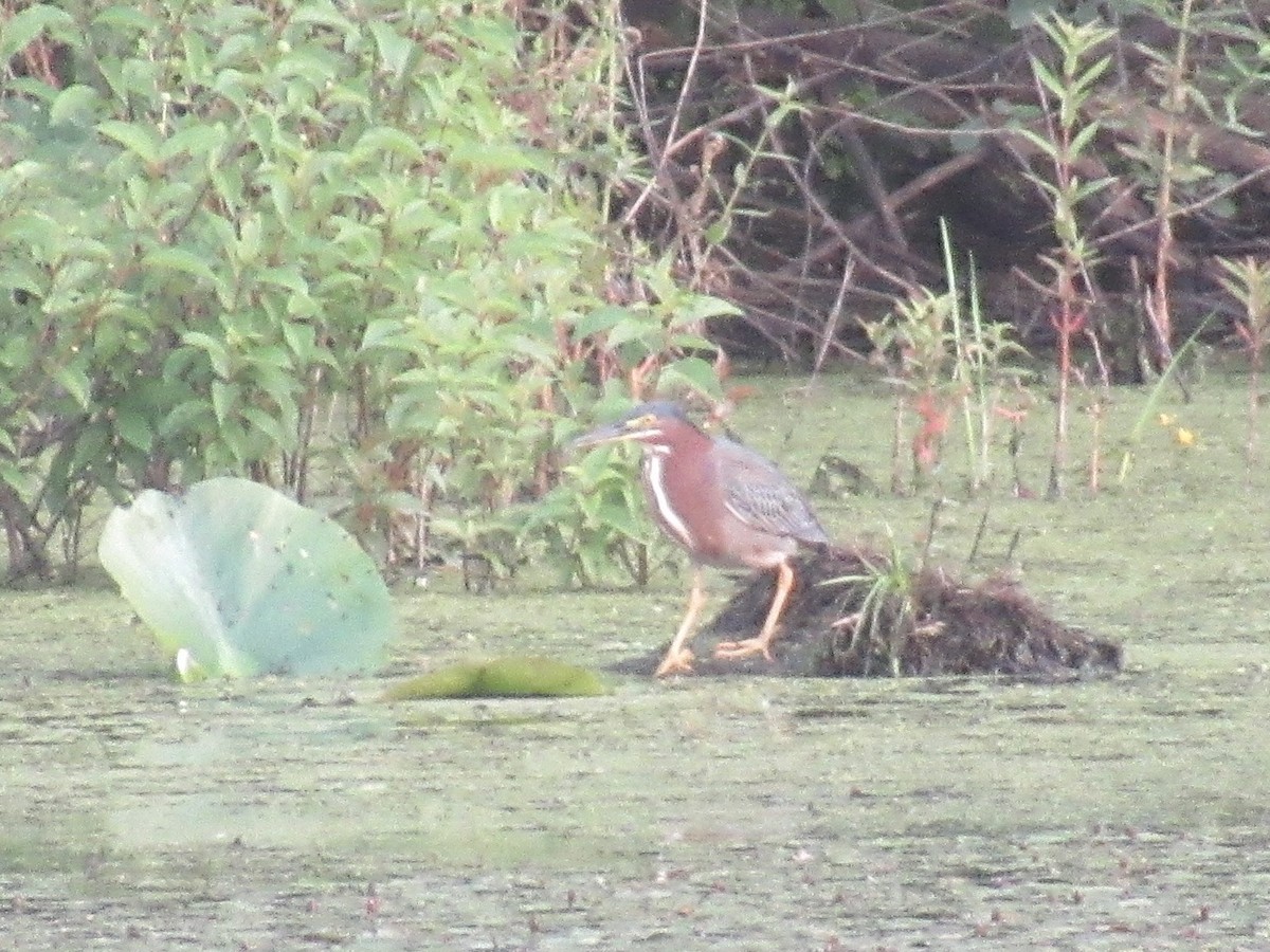 Grünreiher - ML653630639