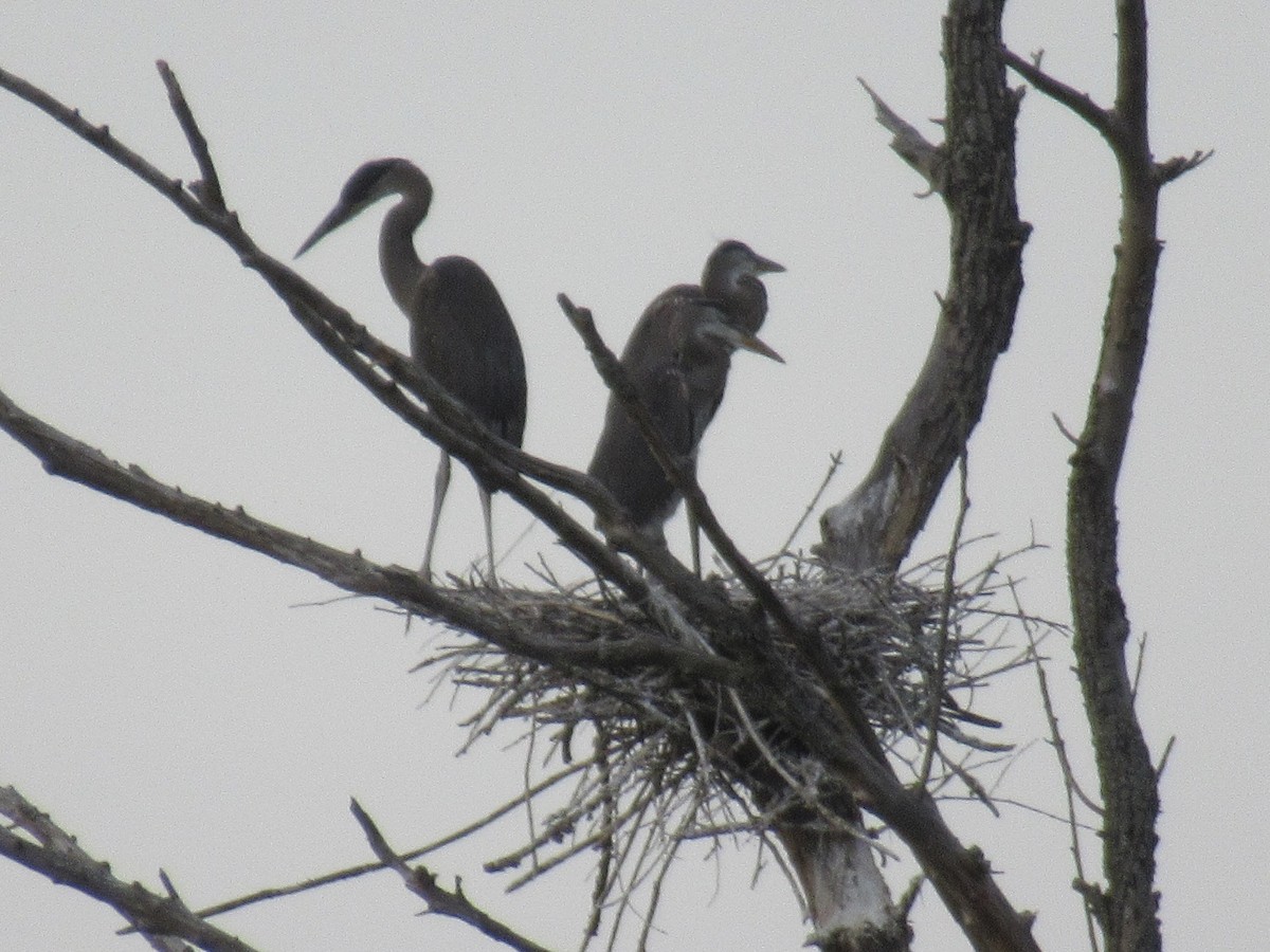 Kanadareiher [herodias-Gruppe] - ML653630659