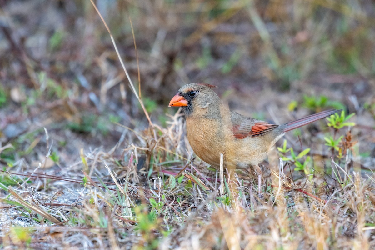 Northern Cardinal - ML653630856