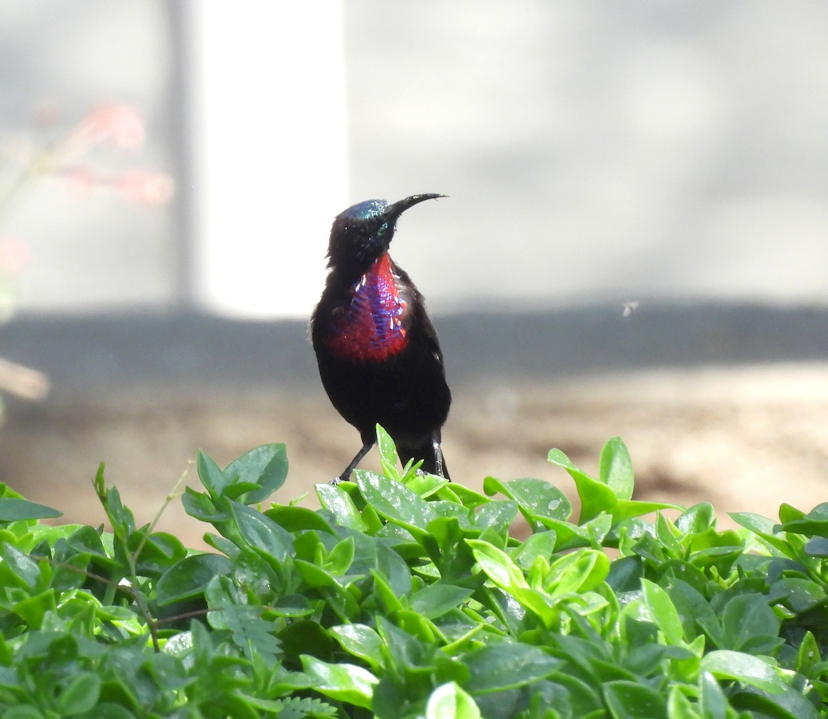 Scarlet-chested Sunbird - ML653630922