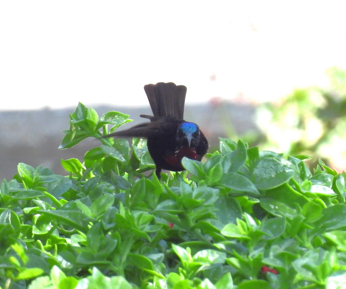 Scarlet-chested Sunbird - ML653630923