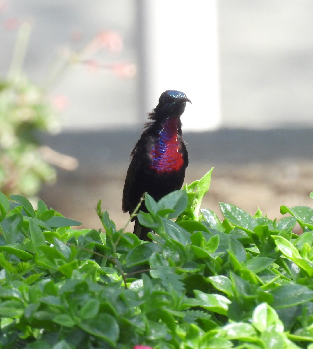 Scarlet-chested Sunbird - ML653630924