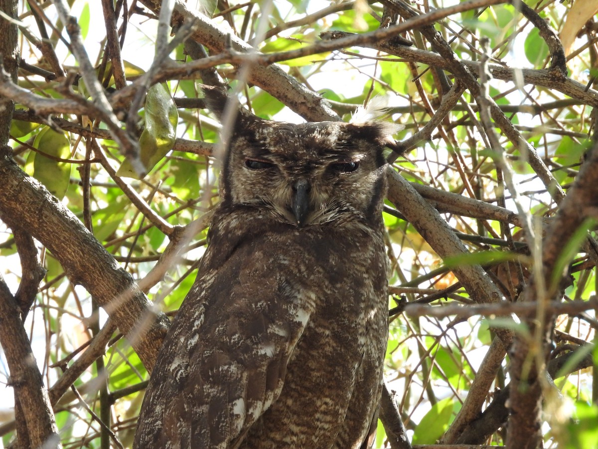 Grayish Eagle-Owl - ML653631076