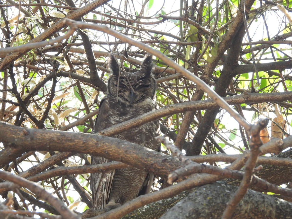 Grayish Eagle-Owl - ML653631077
