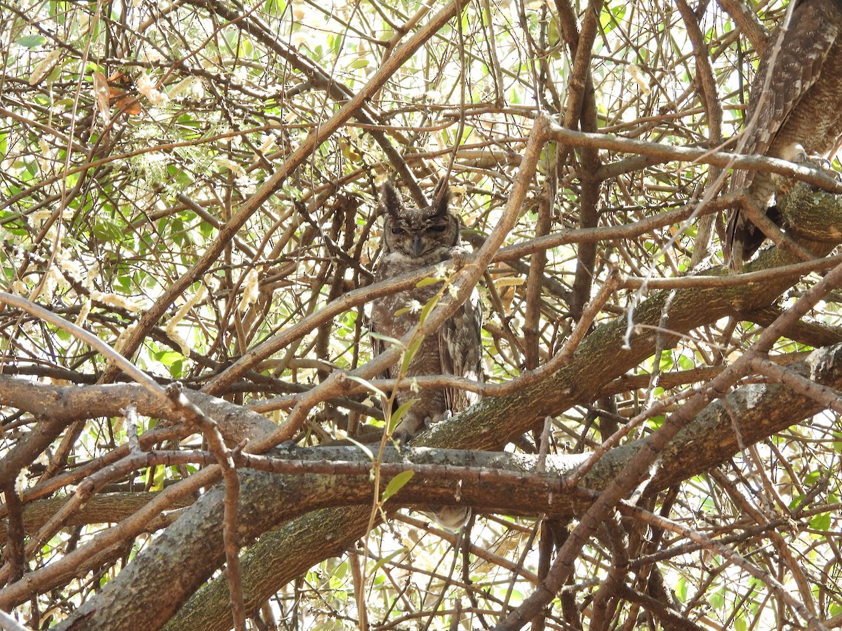 Grayish Eagle-Owl - ML653631078