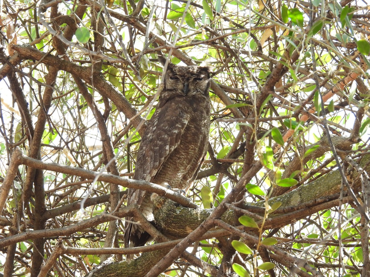 Grayish Eagle-Owl - ML653631080
