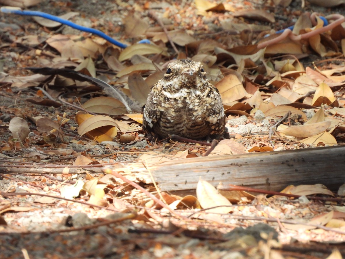 Slender-tailed Nightjar - ML653631157