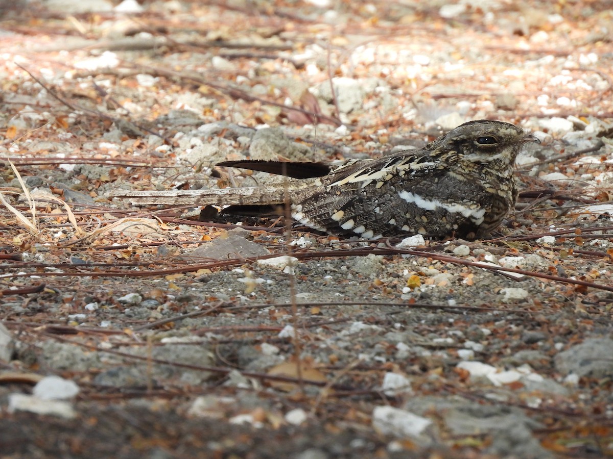 Slender-tailed Nightjar - ML653631158