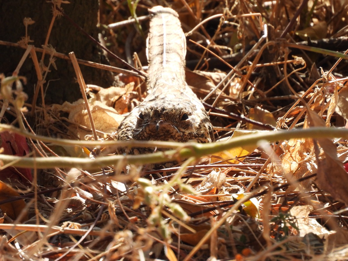 Slender-tailed Nightjar - ML653631159