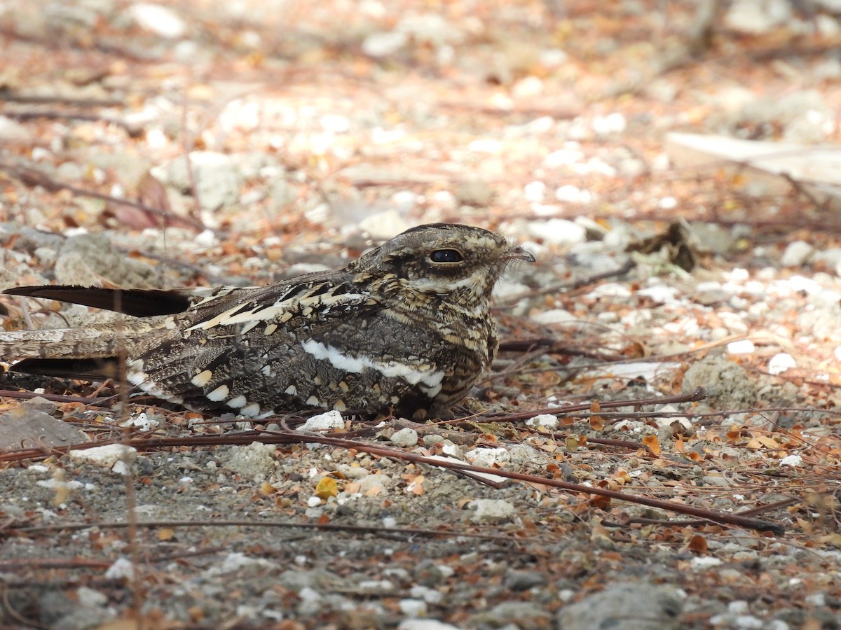 Slender-tailed Nightjar - ML653631160