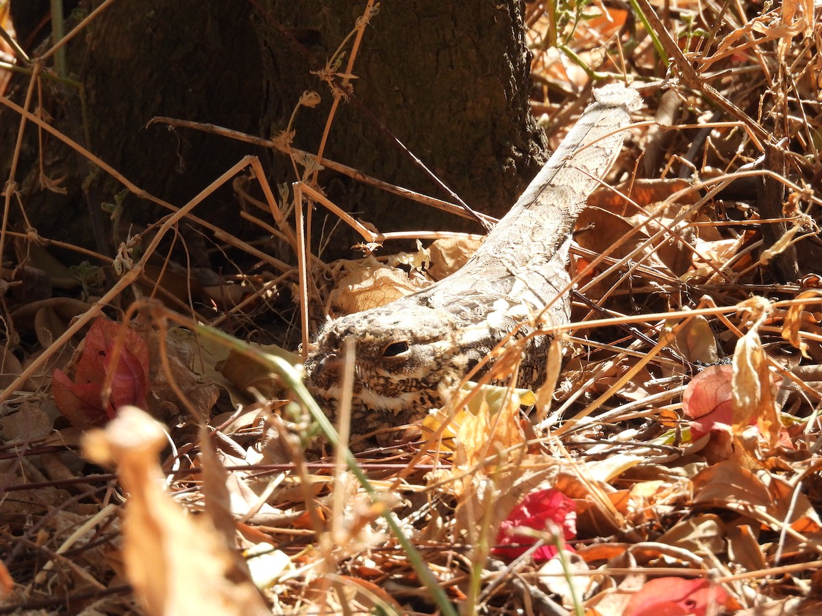 Slender-tailed Nightjar - ML653631161