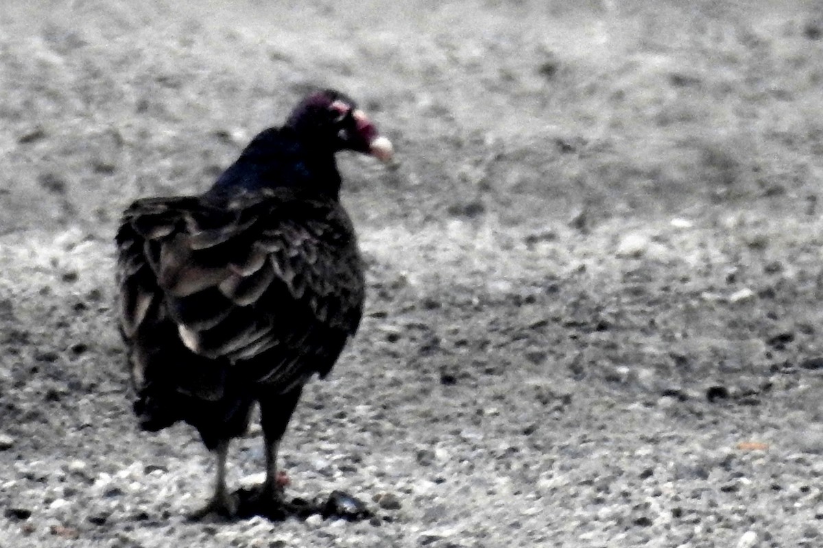 Turkey Vulture - ML65363151