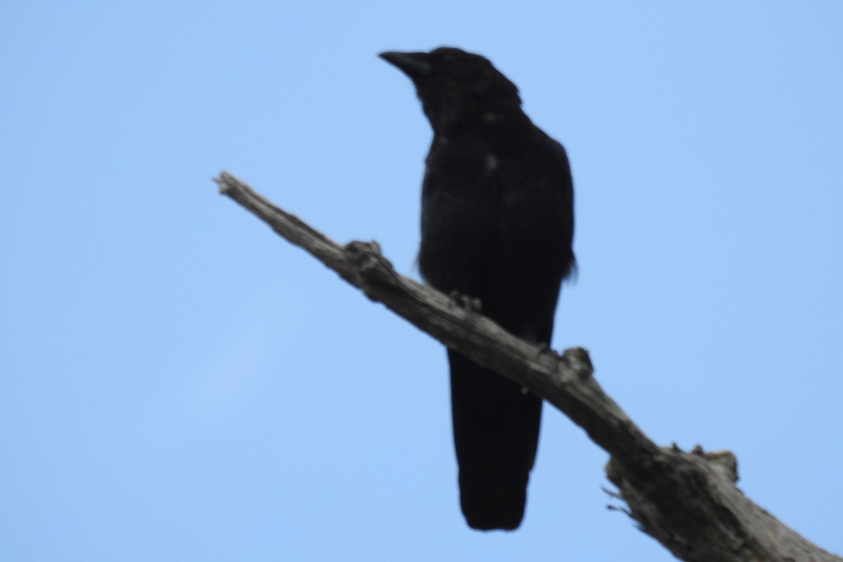 American Crow - ML65363201
