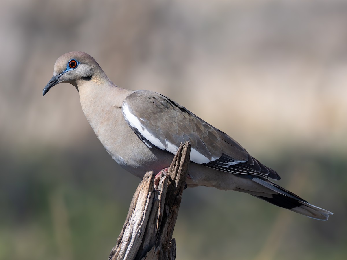 hvitvingedue - ML653633391