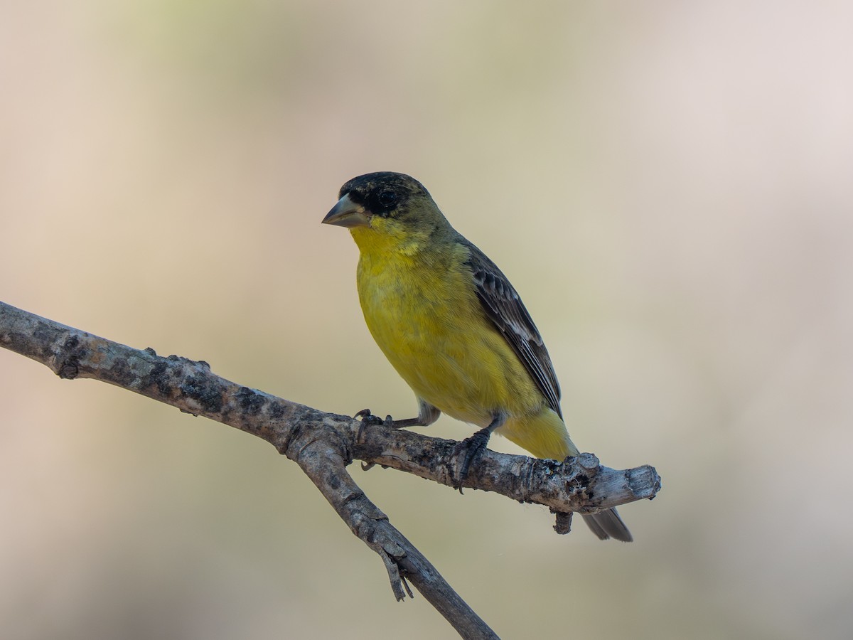 småstillits - ML653633407