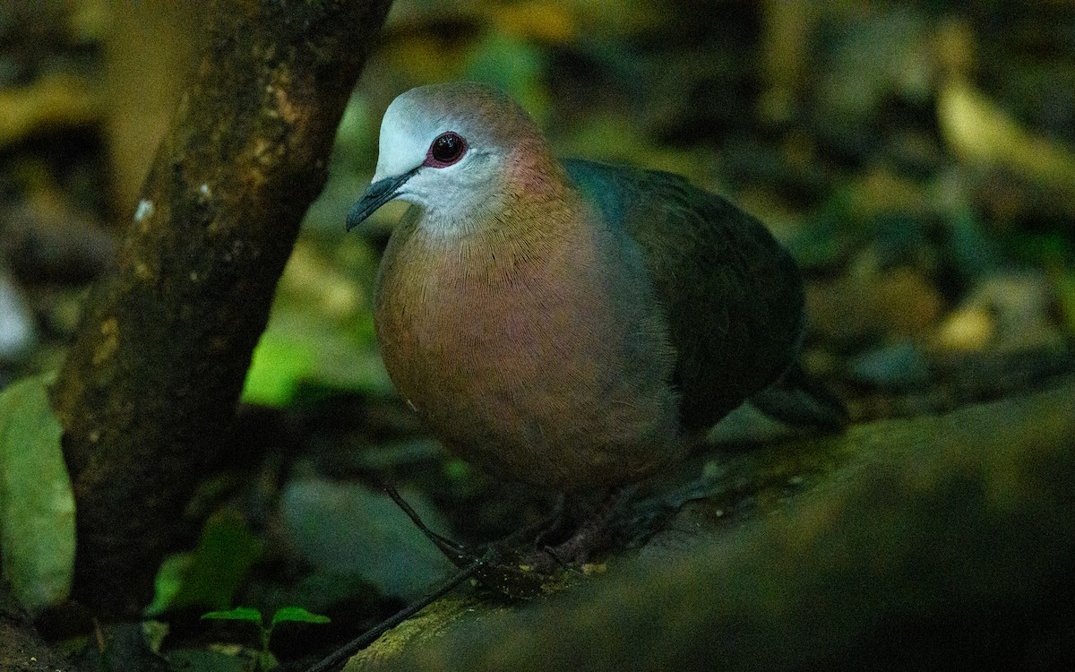 Lemon Dove - ML653636483