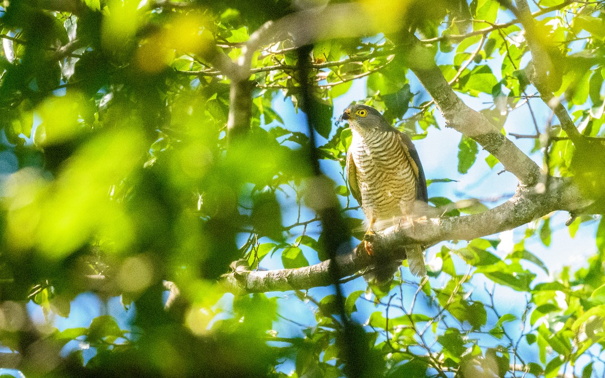 Little Sparrowhawk - ML653636493