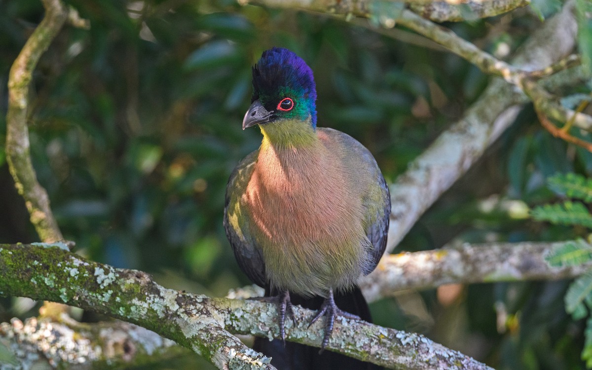 Purple-crested Turaco - ML653636498