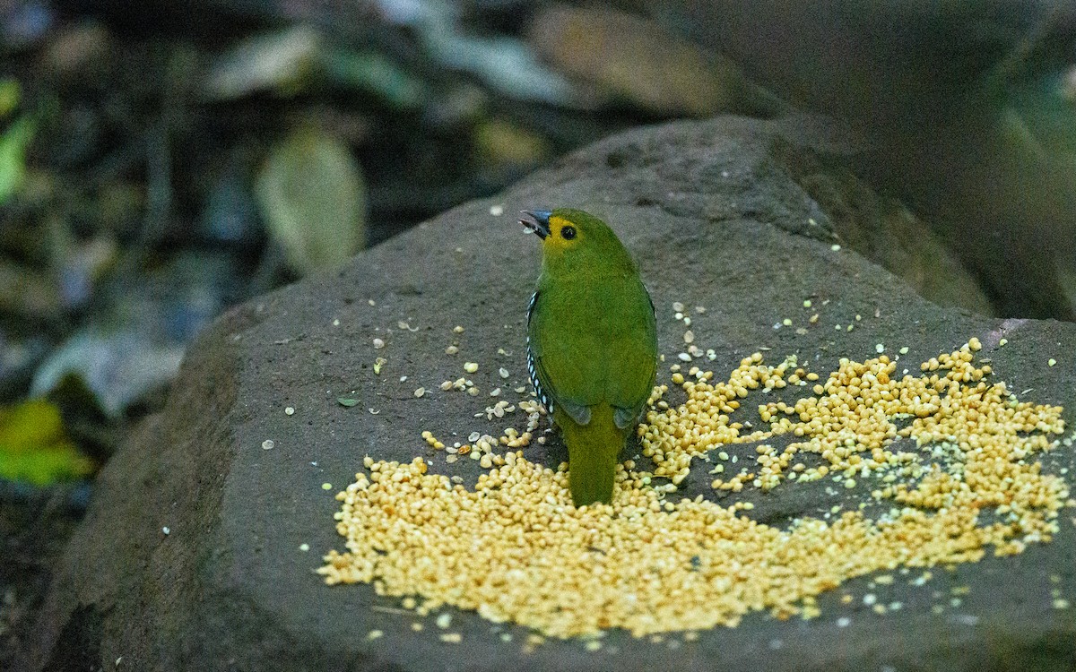Green-backed Twinspot - ML653636505